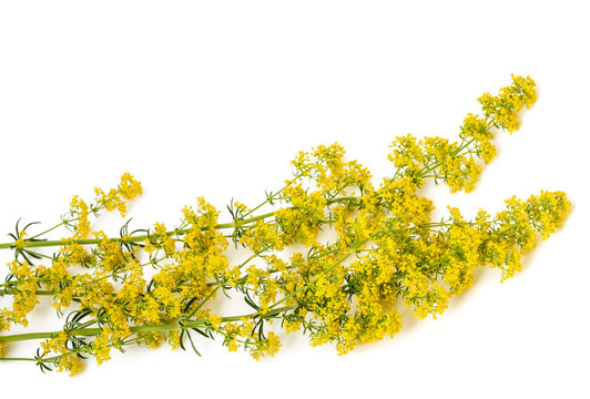 Bedstraw Galium verum