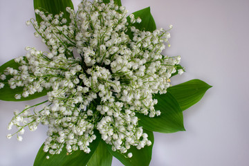 Lily of the valley flowers on a white background