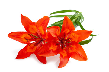 Orange  lily