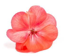 pelargonium flower head