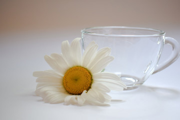 Transparent glass cup with chamomile 1