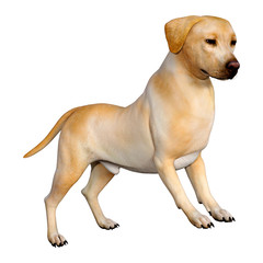3D Rendering Labrador Dog on White