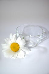 Transparent glass cup with chamomile 4