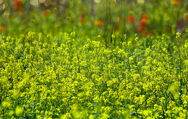 Background, rapeseed field, flowering rapeseed. Seeds of the rape plant, used chiefly for oil. Bright Yellow color. Selective focus, copy space.