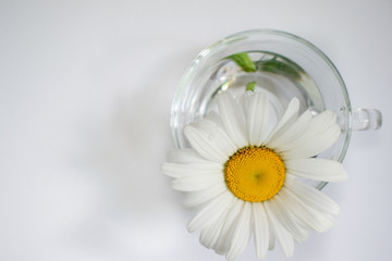 Transparent glass cup with chamomile and water 3