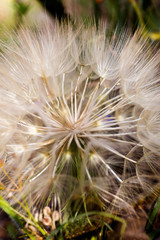 Fototapeta premium Dandelion flower extreme macro background fine art in high quality prints products 50,6 Megapixels