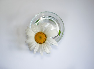 Transparent glass cup with chamomile and water 7