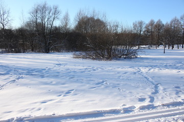 winter rural landscape with snowy trees and snow