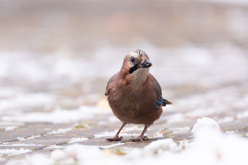 Jay in the snow
