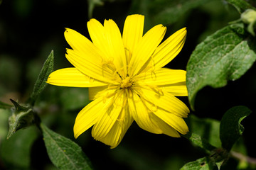 Taraxacus wild flower blossom macro background fine art in high quality prints products 50,6 Megapixels
