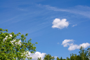 Green foliage of trees against blue sky with white clouds in summer - 271278843