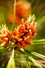 Pinus pinata macro background fine art in high quality prints products 50,6 Megapixels