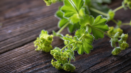 Alchemilla vulgaris, Frauenmantel Nahaufnahme