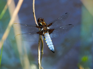 Broad-bodied chaser dragonfly (Libellula depressa)