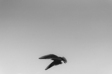 Bird in dive