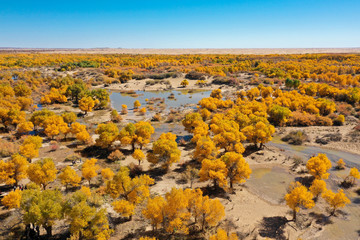Euphrates poplar in Ejina of China