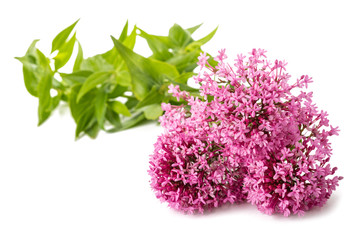 Red valerian flowers