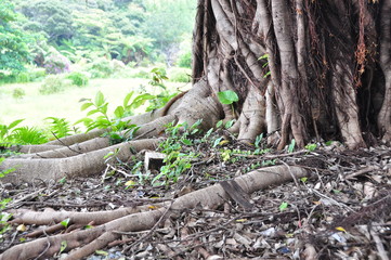 ガジュマルの木の下で