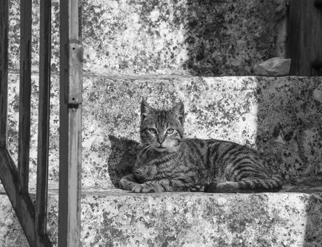 Black and white photo of  a cat 