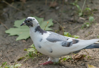 White pigeon