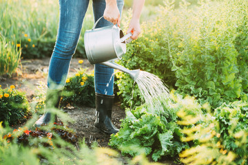 Woman watering salad in the garden. © valya82