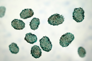 Spores of Stachybotrys chartarum mould, a toxic mould, a common fungi found in indoor air and causing mycotoxicosis, chronic fatigue, allergic diseases and other health problems, 3D illustration © Dr_Microbe