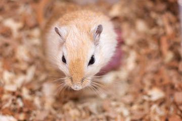 The Mongolian gerbil of a coloring of an aguta gave birth to little mice