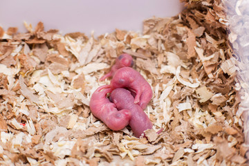 Newborn little mice in sawdust. Cubs of a domestic Mongolian gerbil. Little infant rats