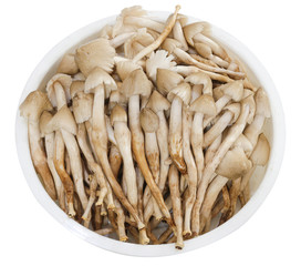 Thai mushroom ,termite mushroom isolated on white background