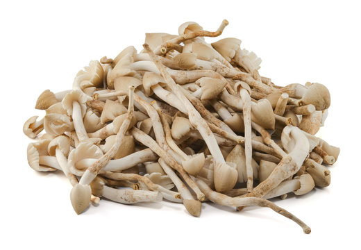 Thai mushroom ,termite mushroom isolated on white background