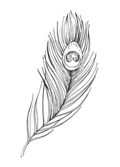 Sketch of peacock feather. Hand drawn illustrtion converted to vector