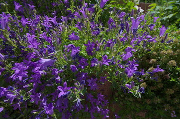 violette Blumen im Somnnenschein