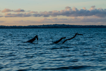 Fototapeta premium Scenes from the beach, Point Chevier, Auckland, New Zealand