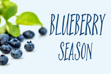 Amerikanische Blaubeeren vor Hintergrund blau, Text Blueberry Season