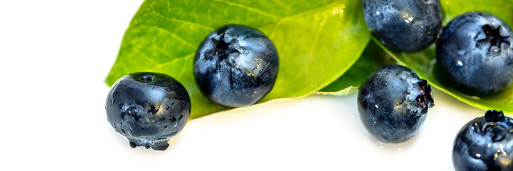 Panorama, Kulturheidelbeeren und Blätter, freigestellt vor Weiß