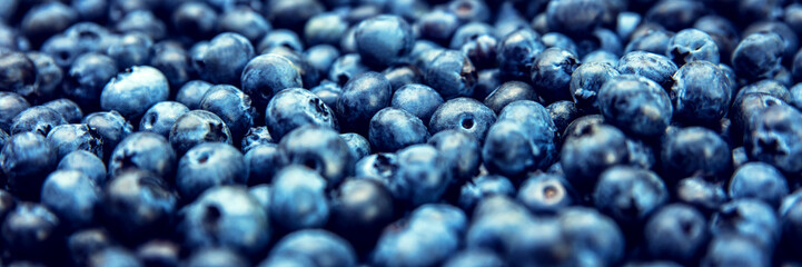 Panorama aus vielen frischen Blaubeeren oder Kulturheidelbeeren