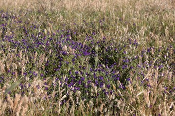 viperina piantaginea