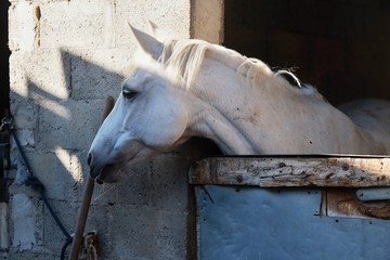 Cavallo