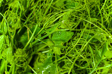 Top leaf of Organic Chayote with selective focus. Green leaves vegetable. Sechium edule