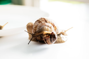 Garden snails isolated on white background