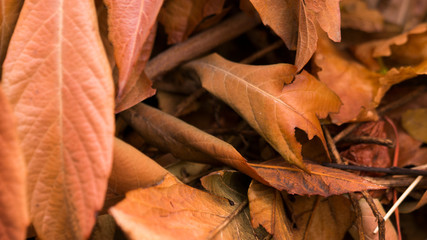 dry leaves autumn