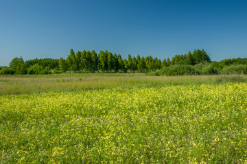 Yellow flowers on a wild meadow, forest and cloudless blue sky