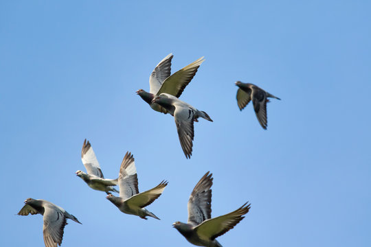 flock of flying speed racing pigeon against clear blue sky