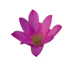 Pink zephyranthes flower yellow pollen isolated white background with clipping path