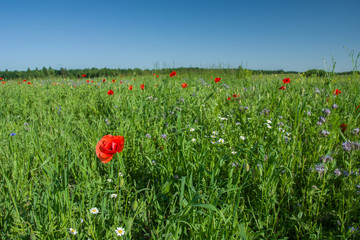Poppies and field flowers in the meadow, horizon and cloudless blue sky