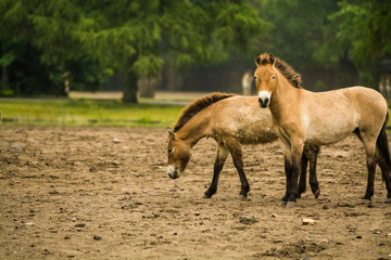 Naklejka na ściany i meble 16.05.2019. Berlin, Germany. In the zoo Tiagarden the family of thoroughbred Przewalskis horse walks. Eat a grass.