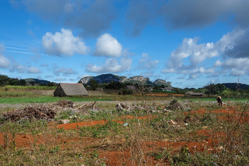 View of Cuban landscape in Vinales Valley National Park with tobacco farms, fields, plantations, hills, cows, beautiful Cuban nature and tropical vegetation. Vinales valley, Cuba