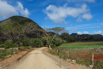 View of Cuban landscape in Vinales Valley National Park with tobacco farms, fields, plantations, hills, cows, beautiful Cuban nature and tropical vegetation. Vinales valley, Cuba