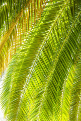 Fototapeta na wymiar Palm Tree Leafs