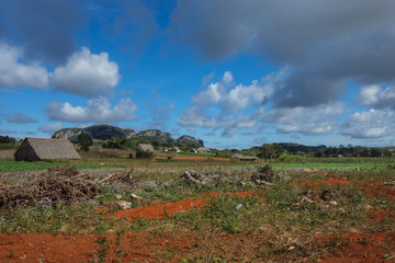 View of Cuban landscape in Vinales Valley National Park with tobacco farms, fields, plantations, hills, cows, beautiful Cuban nature and tropical vegetation. Vinales valley, Cuba